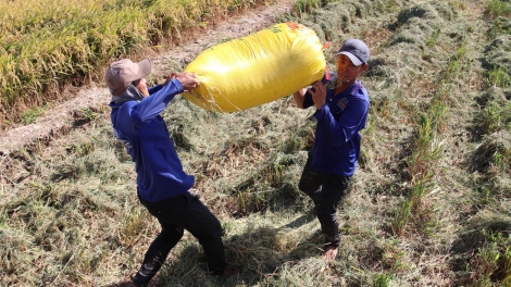 Đề án 1 triệu hecta, con đường để ngành lúa gạo phát triển bền vững.