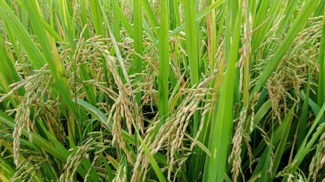 Giá phân bón tăng cao – nông dân gặp khó