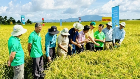 Đề án 1 triệu hecta lúa, hình thành chuỗi giá trị thúc đẩy địa phương vào cuộc