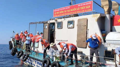 Hơn 1 triệu con giống các loại được thả tại Khu bảo tồn biển Hòn Cau