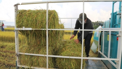 Sản xuất lúa phát thải thấp: Giải pháp tăng sản lượng và thu nhập cho nông dân 