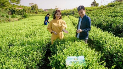 Văn hóa trà Việt từ nương chè sạch đến thương hiệu bền vững (15/03/2026)