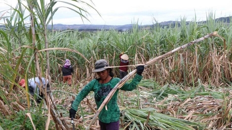 Gia Lai: giá mía ổn định, năng suất tăng nhờ mô hình liên kết ngày càng bền chặt