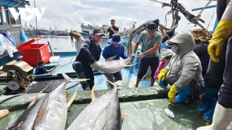 Quảng Ngãi: Giá dầu tăng, ngư dân cân đối chi phí tiếp tục vươn khơi