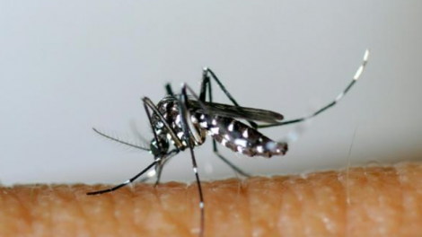 Cảnh báo nguy cơ dịch sốt xuất huyết bùng phát trong năm 2026