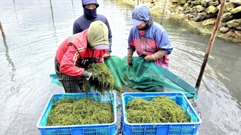 Phát huy vai trò nông dân trong chuỗi sản xuất nông nghiệp lớn 