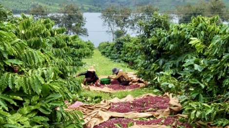 Cà phê hữu cơ: Từ mô hình điểm đến chuỗi giá trị (18+19/04/2026)