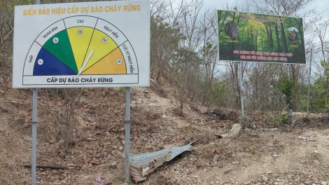 Lâm Đồng chủ động giữ rừng trong cao điểm mùa khô