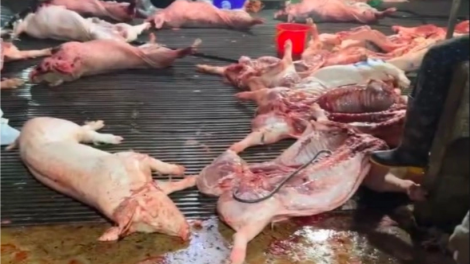 Lỗ hổng nào khiến lợn bệnh tuồn vào bếp ăn rất nhiều trường học giữa thủ đô?