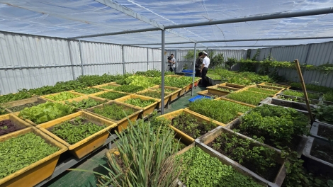 Những "ốc đảo xanh" kiên cường giữa mặn chát biển khơi (04+05/04/2026)