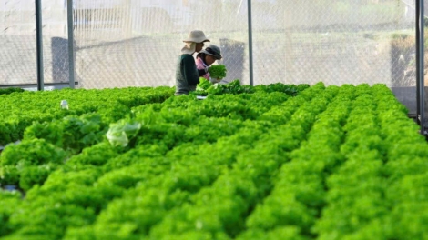 "Điểm nghẽn" chuyển đổi số của tổ chức hợp tác xã 