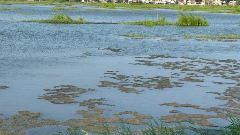 Tìm giải pháp “cứu” đồng ruộng bị xâm nhập mặn tại Đông Đắk Lắk (14/04/2026)