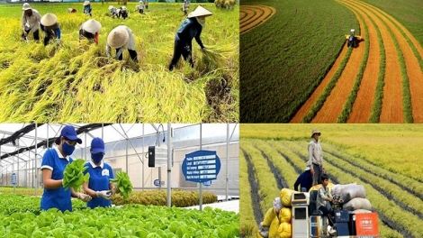 Phát triển chuỗi giá trị nông sản: Tạo đà cho nông nghiệp bền vững (15/05/2026)