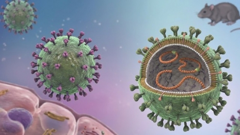 Cảnh giác nguy cơ nhiễm virus Hanta từ thực phẩm bị chuột xâm nhập