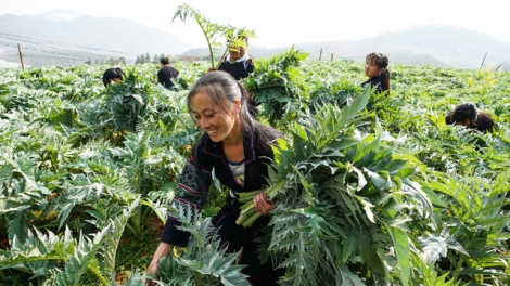 Lào Cai sắp hình thành Bảo tàng Dược liệu số