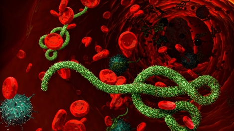 Bộ Y tế khuyến cáo người dân theo dõi thông tin dịch bệnh Ebola từ các nguồn chính thống