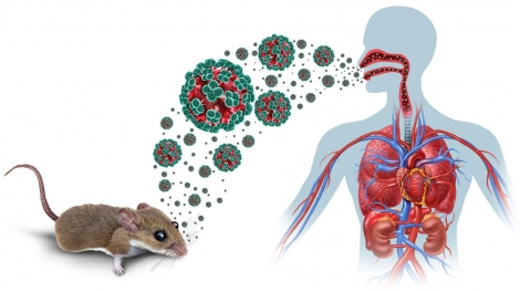 Bộ Y tế cảnh báo virus Hanta lây truyền từ chuột