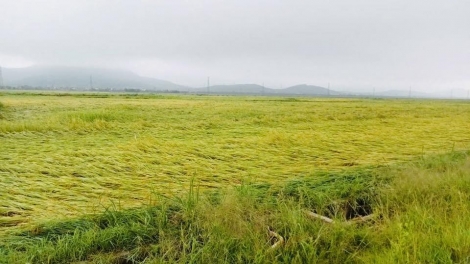 Hà Tĩnh: Gần 6.000 ha lúa Xuân đổ, ngã do dông lốc, mưa đá