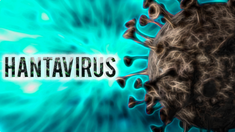 WHO: Nguy cơ lây nhiễm hantavirus trong cộng đồng ở mức thấp