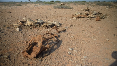 Nạn đói bủa vây Somalia