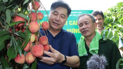 Giữ thương hiệu trái vải bằng "con đường" VietGAP