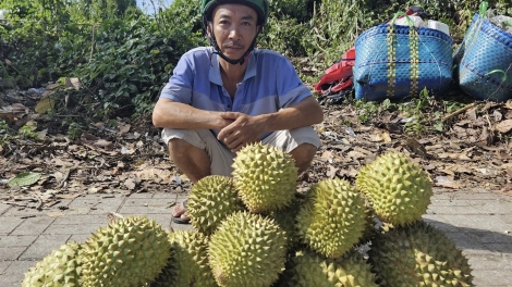 ĐBSCL: Nông dân trồng sầu riêng mang nỗi sầu chung