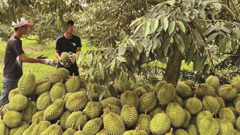 Thời sự 12h 9/5/2026: Hàng loạt lô sầu riêng có nguy cơ chậm thông quan do ùn ứ kiểm nghiệm