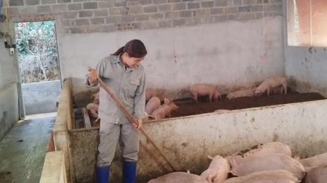 Chăn nuôi an toàn góp phần kiểm soát dịch bệnh trên đàn vật nuôi
