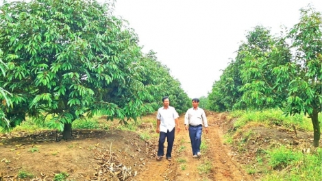 Chuẩn hóa vùng nguyên liệu, hướng đi bền vững cho nông sản Việt (27/05/2026)