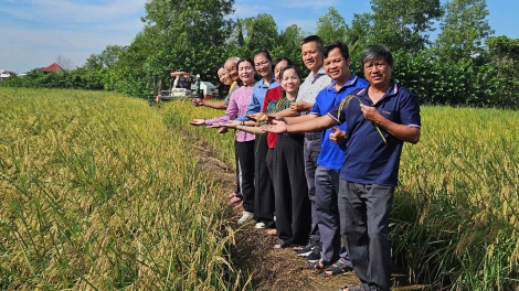 Nông dân TP.HCM trúng đậm lúa ST25 hữu cơ, mừng Tết Độc lập