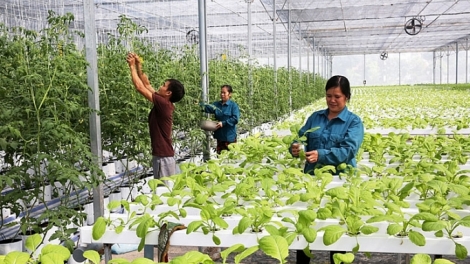 Hà Nội đẩy mạnh chiến lược tăng trưởng nông nghiệp theo hướng hiện đại, bền vững