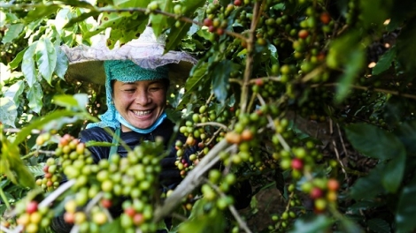 Cà phê Arabica Sơn La, hành trình chinh phục thị trường khó tính