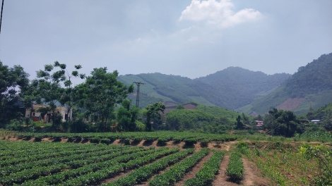 Thái Nguyên: Phát triển kinh tế vùng đồng bào dân tộc miền núi