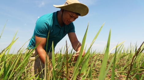 Chàng kỹ sư “đánh thức" hạt giống ngủ đông
