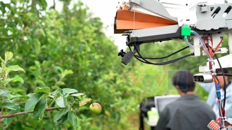 Robot tự động bọc túi bảo vệ táo giúp giảm bớt gánh nặng lao động