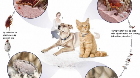 Bọ chét ký sinh trên màng nhĩ bệnh nhi 2 tuổi: Cảnh báo nguy cơ từ thú cưng trong gia đình