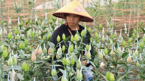  Khuyến nông Hà Nội đẩy mạnh giải pháp nâng cao năng suất cây trồng, vật nuôi