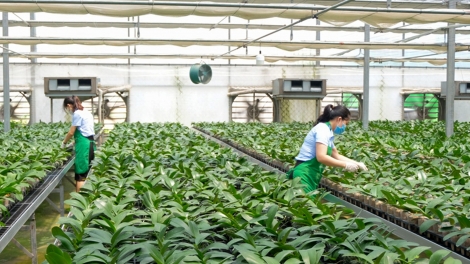 Nông nghiệp đô thị Hà Nội bứt phá từ các mô hình đa giá trị