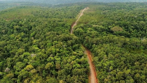 Xu hướng định giá các-bon 2026: Những điểm đáng chú ý cho tín chỉ các-bon rừng Việt Nam