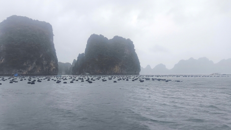 Quảng Ninh và bài toán phát triển nuôi trồng hải sản bền vững
