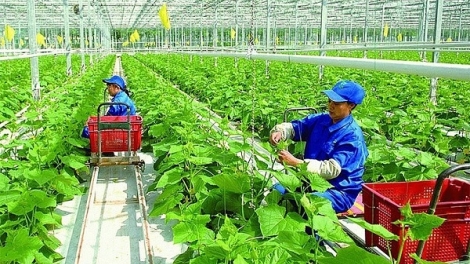 Chuyển đổi xanh – Hướng đi bền vững trong sản xuất nông nghiệp (24/07/2026)