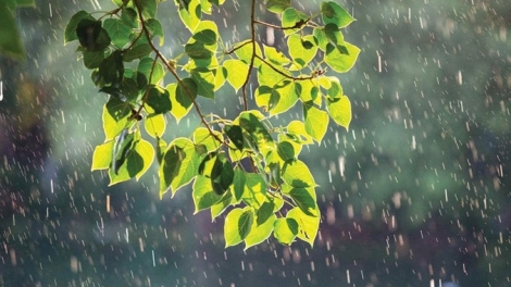 Dự báo thời tiết ngày 16/07/2026: Bắc Bộ mưa dông, Trung Bộ nắng nóng