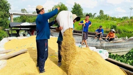 Sản xuất lúa gạo: Giữ vị thế bằng chất lượng 