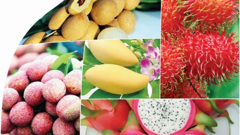 Nông sản Việt chủ động thích ứng trước quy định siết chặt tiêu chuẩn an toàn thực phẩm của Châu Âu