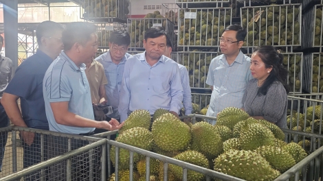 Gỡ nút thắt mã vùng trồng, nâng chuẩn xuất khẩu sầu riêng 
