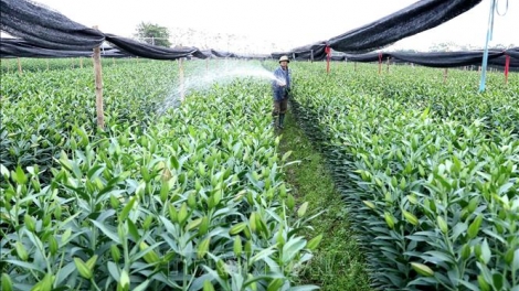 Nông nghiệp Hà Nội giữ đà tăng trưởng, tạo nền tảng vững chắc cho phát triển
