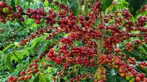 Nông nghiệp xanh: Động lực phát triển bền vững trong bối cảnh biến đổi khí hậu 