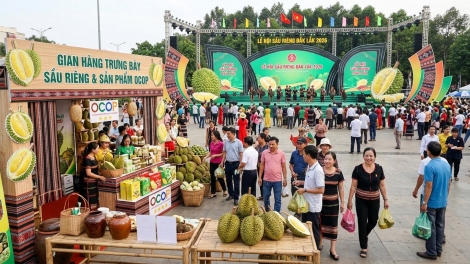 Sầu riêng Đắc Lắc, từ liên kết nông sản đển vị thế toàn cầu