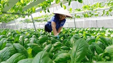 Hà Nội phát triển nông nghiệp xanh: Vững lương thực - bền môi trường
