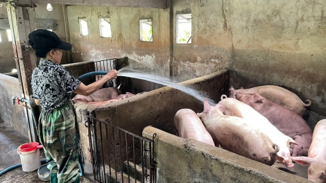 Chăn nuôi nhỏ lẻ: Làm gì để truy xuất nguồn gốc hiệu quả? 